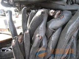 上海电缆电线回收 (27)